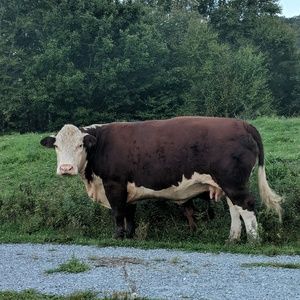 Meet your Posher, Ansley